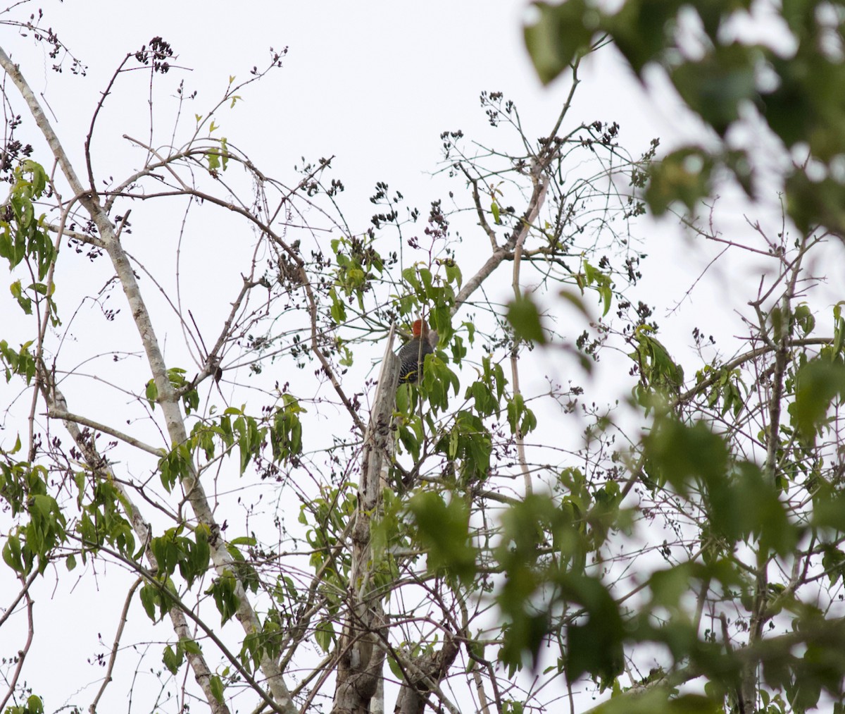 Yucatan Woodpecker - ML350961971