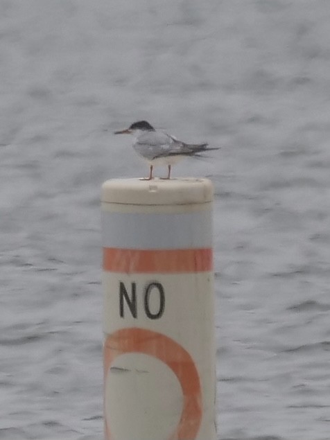 Forster's Tern - Jeff Osborne