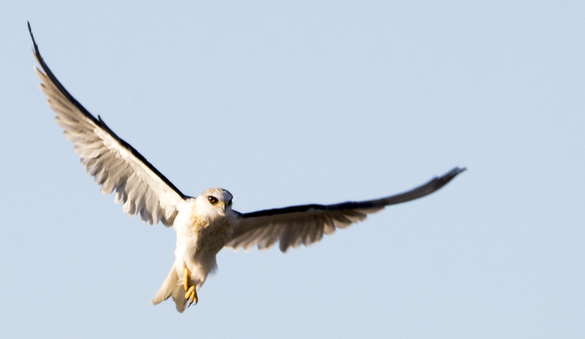White-tailed Kite - ML350963911