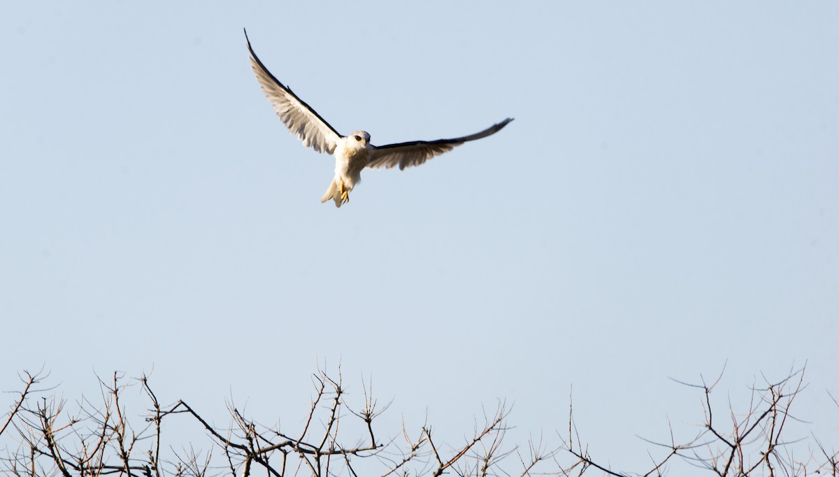 White-tailed Kite - ML350964021