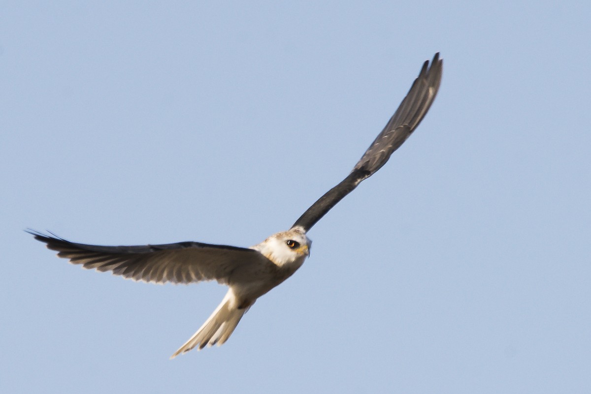 White-tailed Kite - ML350964051