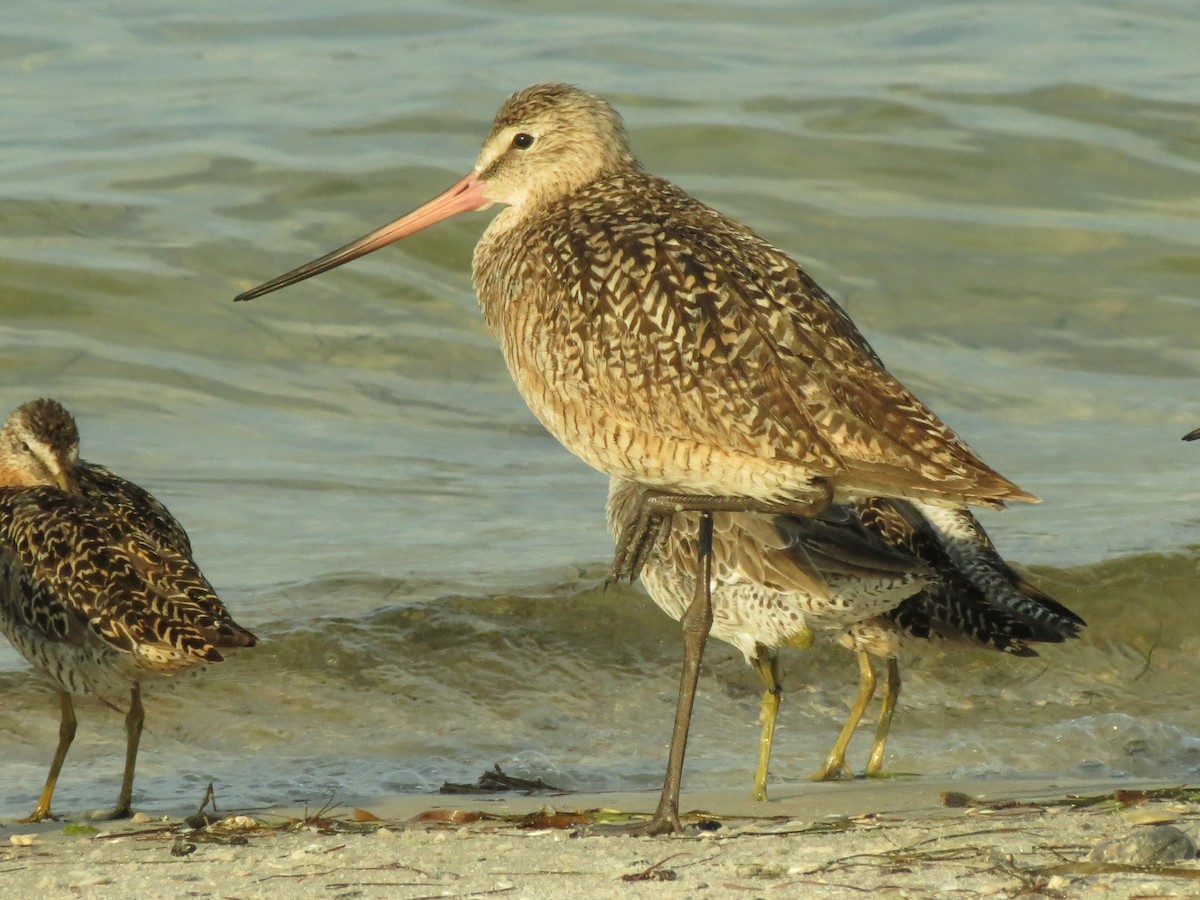 Marbled Godwit - ML35096441