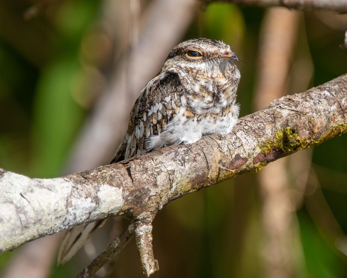 Ladder-tailed Nightjar - Nic Allen