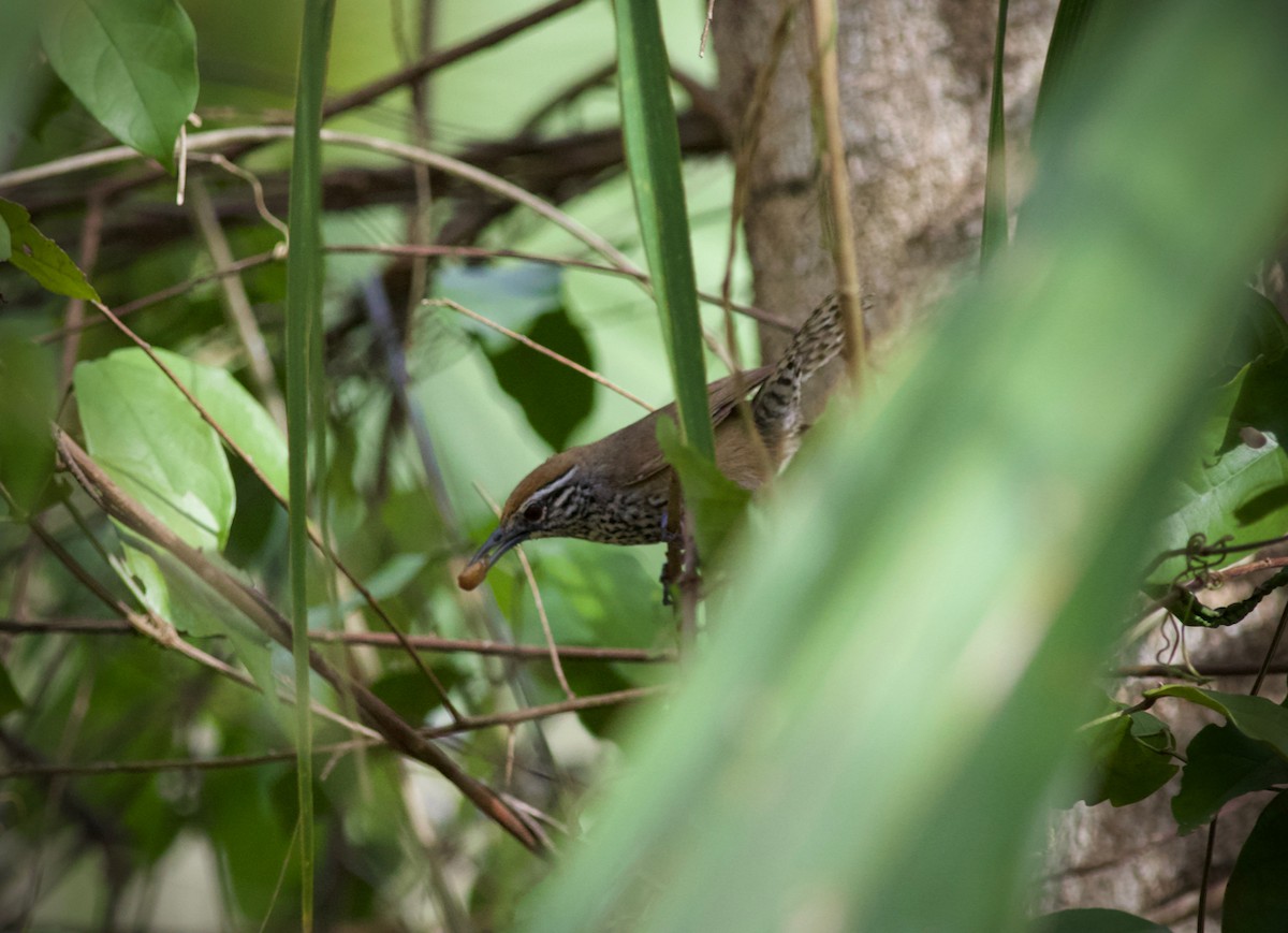 Spot-breasted Wren - ML350965051