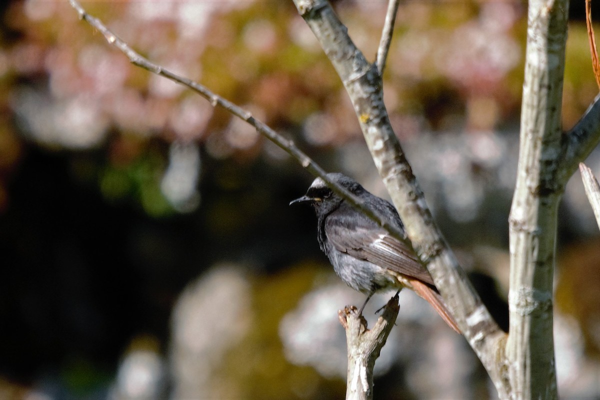 Black Redstart - ML350965061