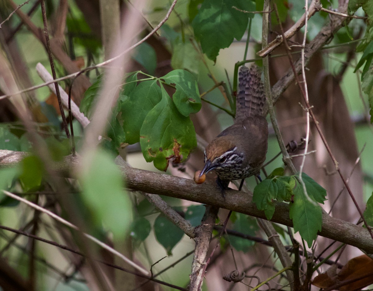 Spot-breasted Wren - ML350965241