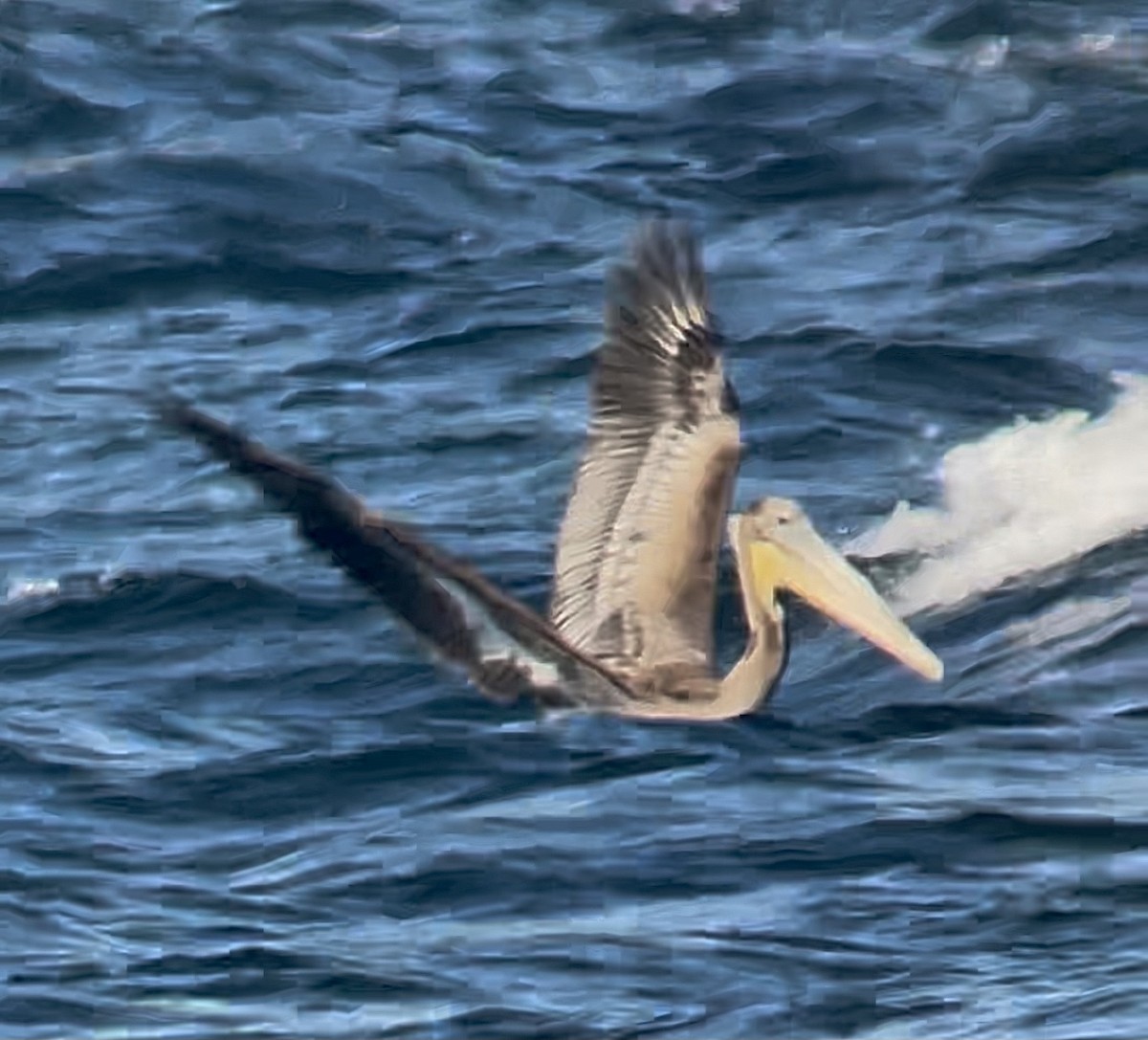 Brown Pelican - Raphael Fennimore