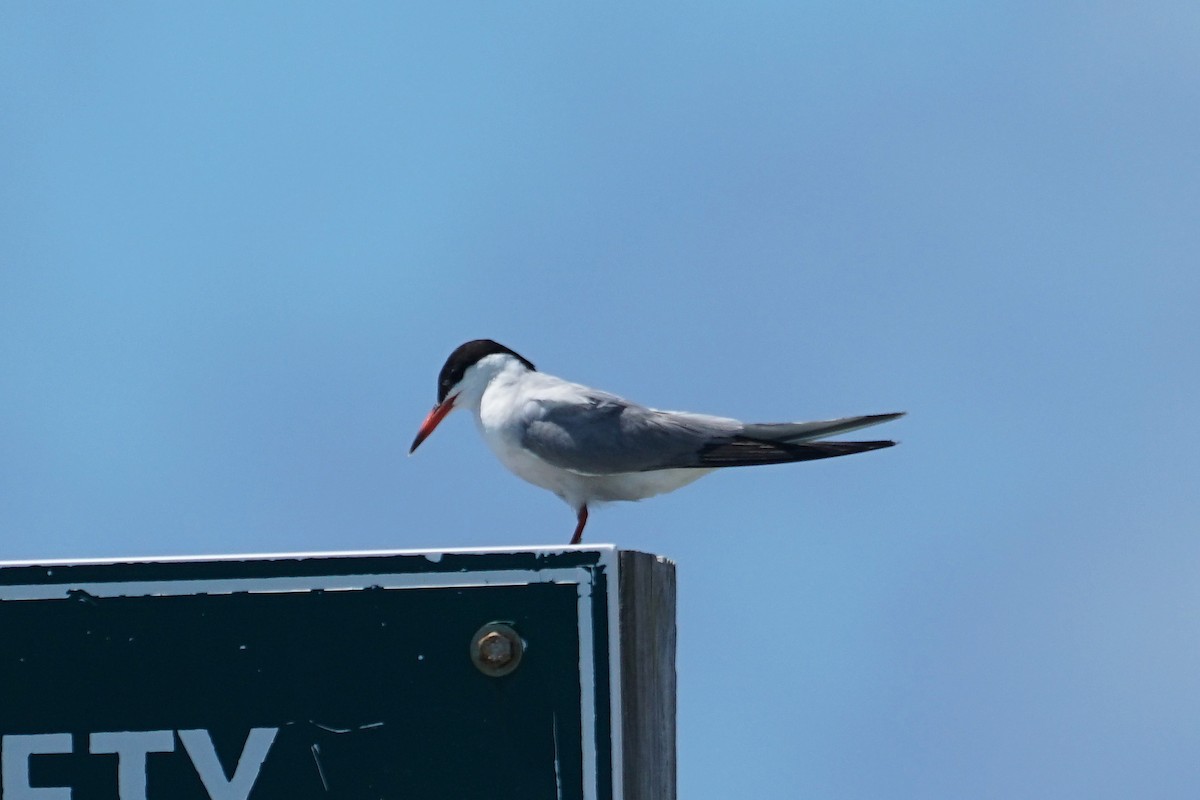 Common Tern - ML350966741