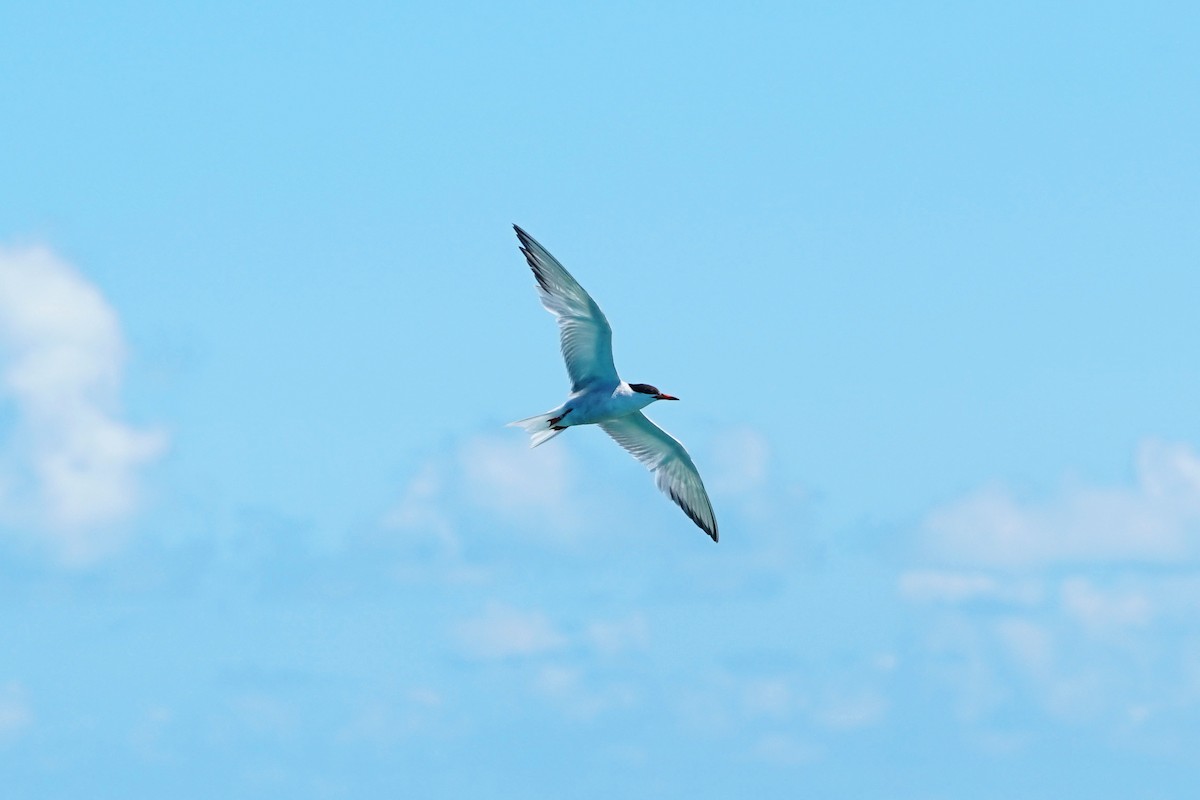 Common Tern - ML350966771