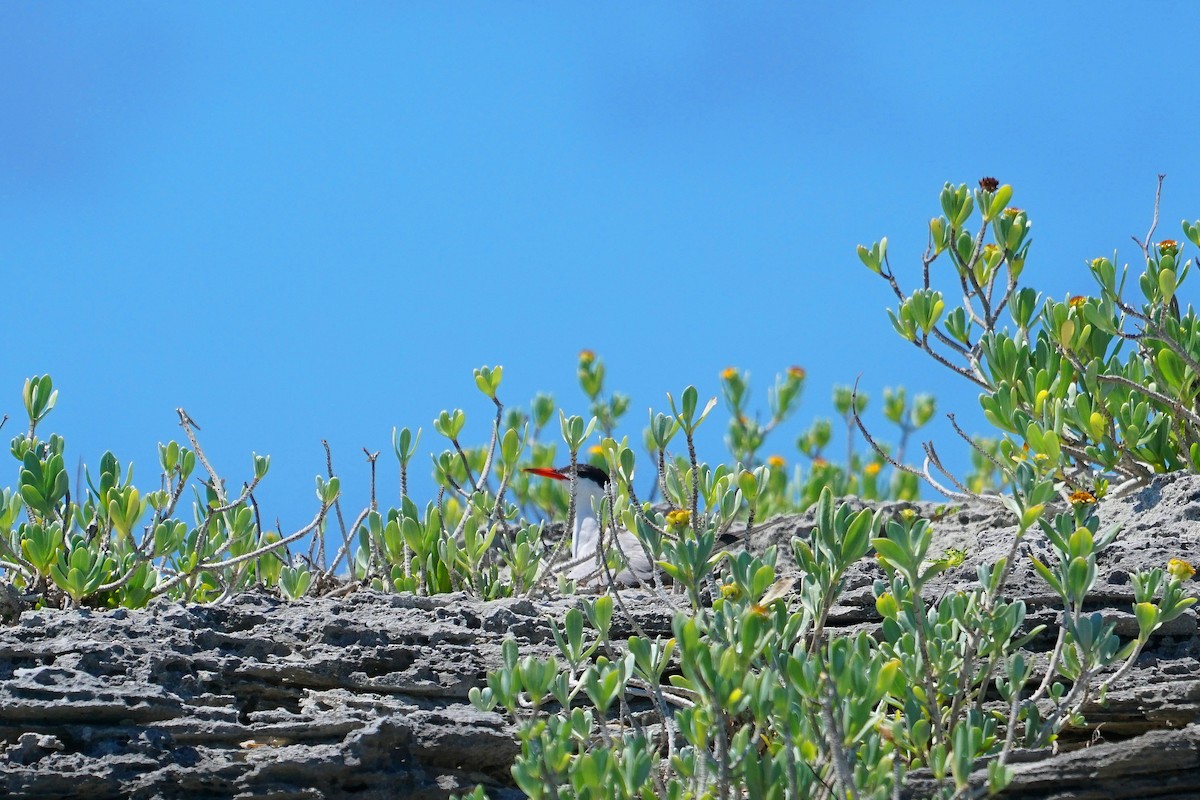 Common Tern - ML350966841