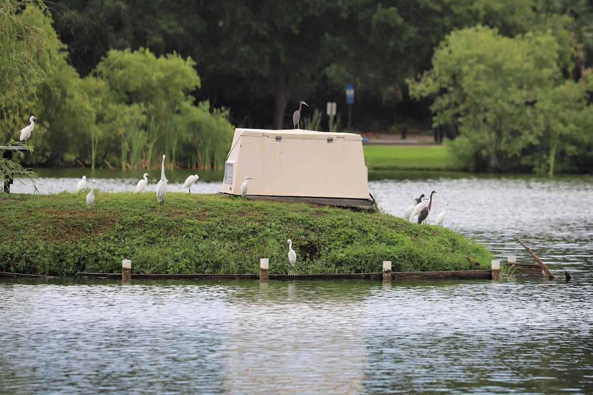 Snowy Egret - ML350966941