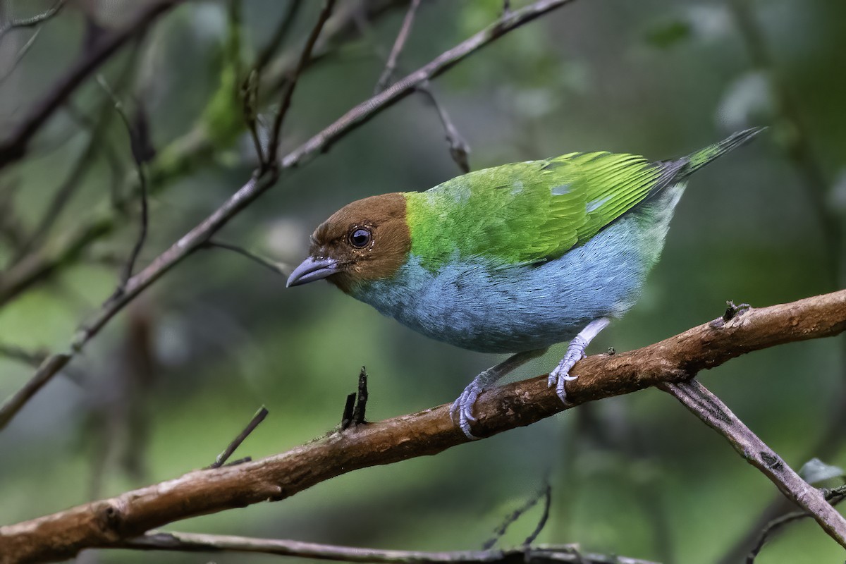 Bay-headed Tanager - ML350967051