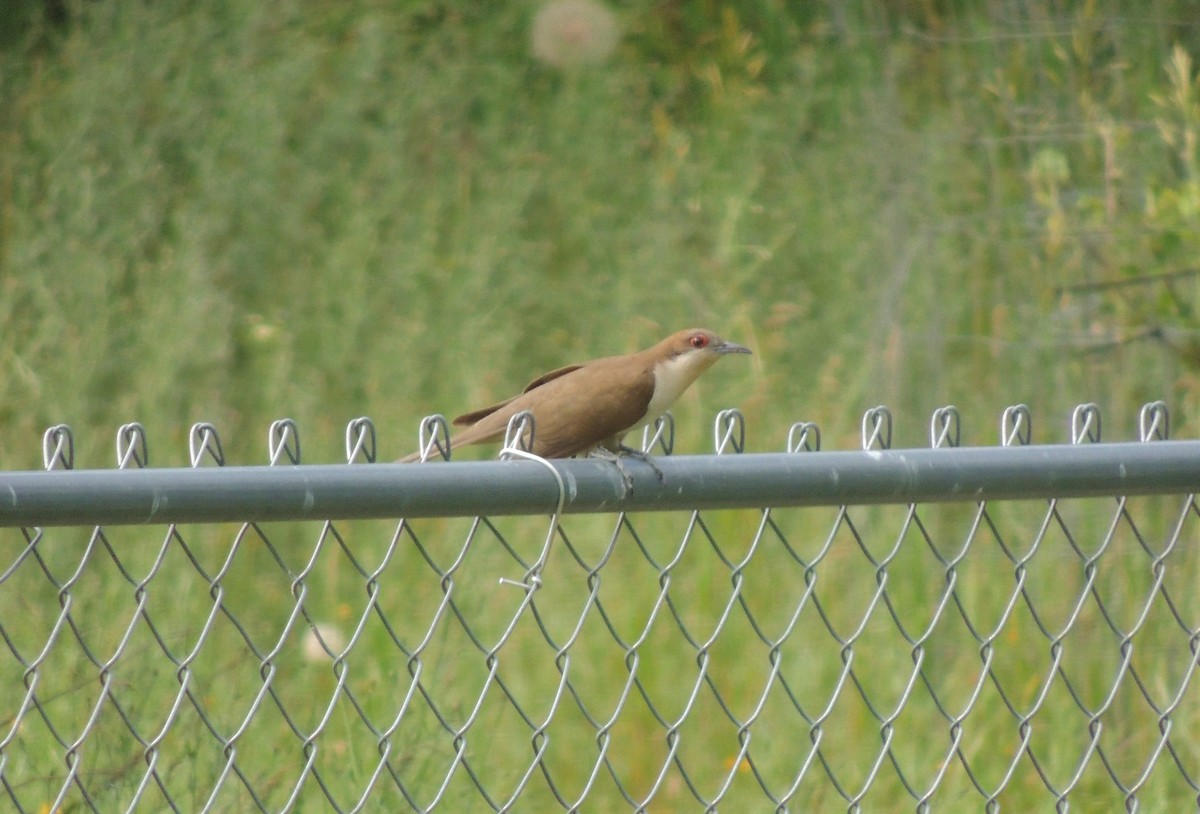 Black-billed Cuckoo - ML350969691