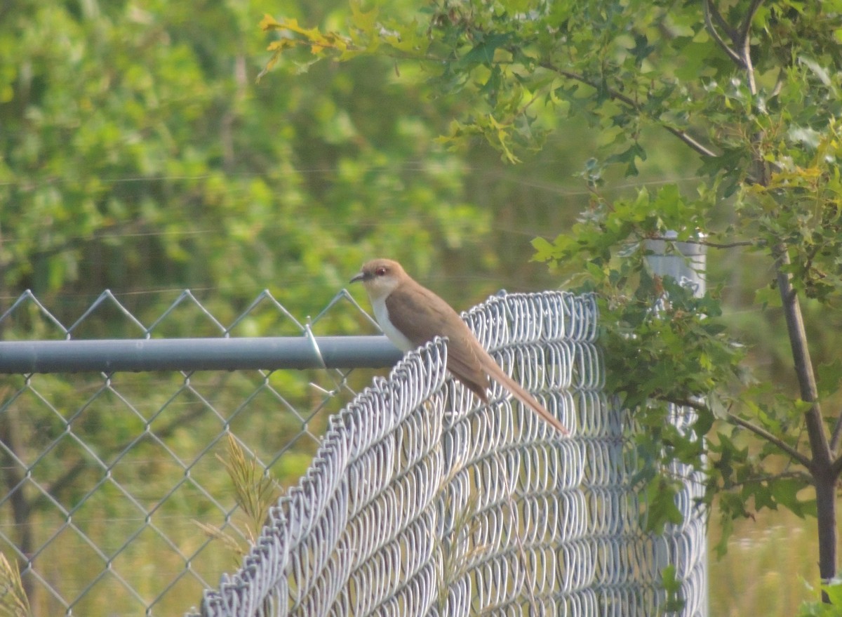 Black-billed Cuckoo - ML350969841