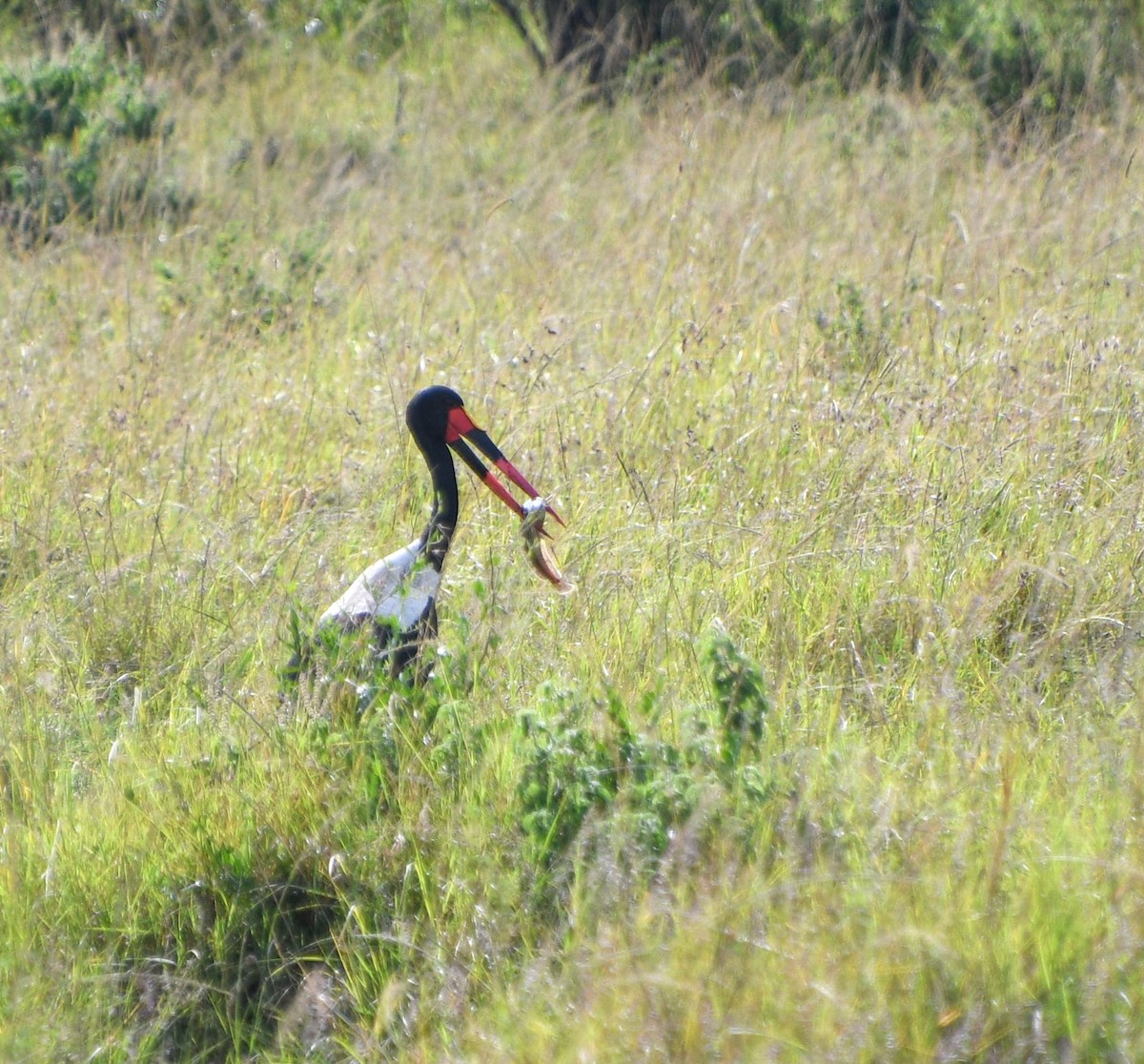 Saddle-billed Stork - ML350971721