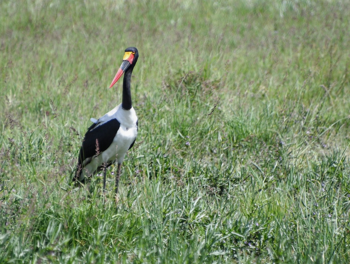 Saddle-billed Stork - ML350972391