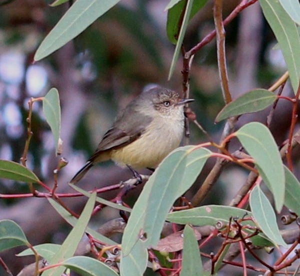 Buff-rumped Thornbill - ML350972471