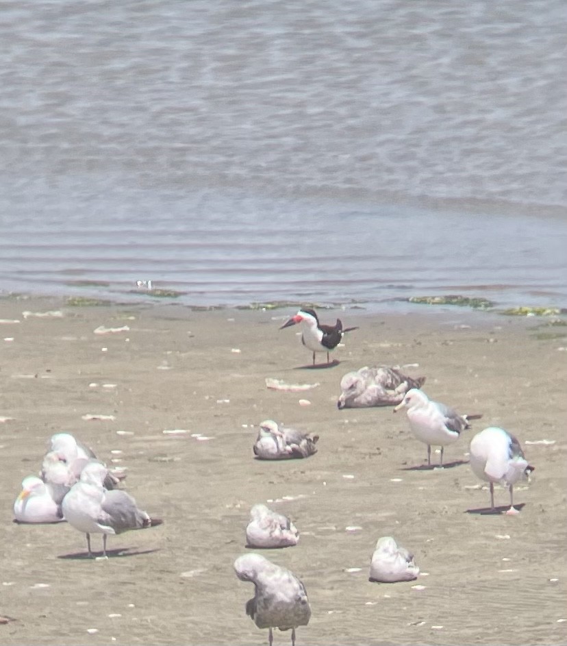 Black Skimmer - ML350973031