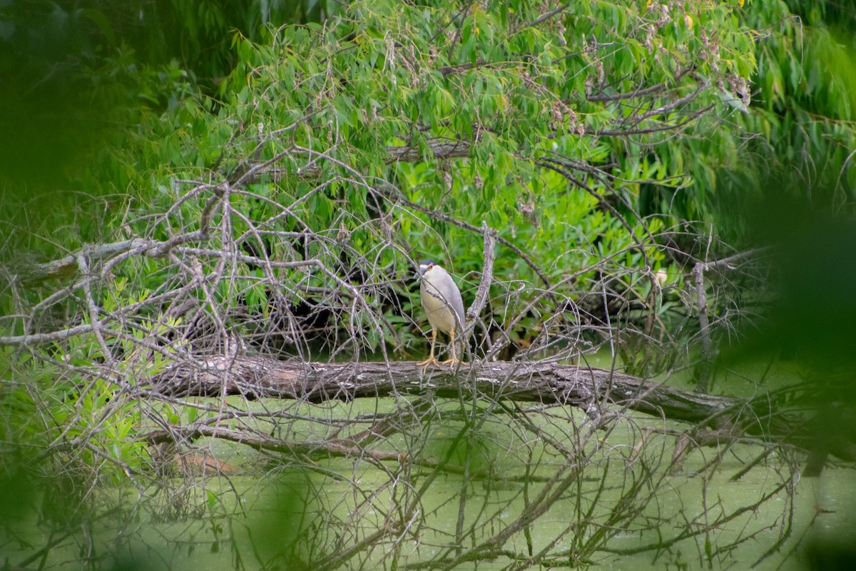 Black-crowned Night Heron - ML350973391