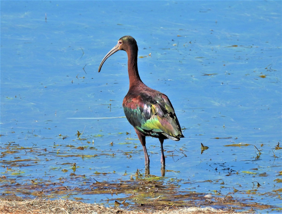 ibis americký - ML350976171