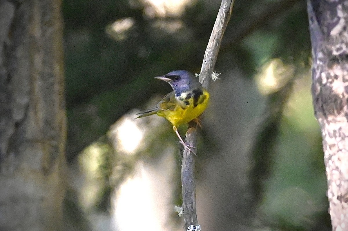 Graukopf-Waldsänger - ML350980551