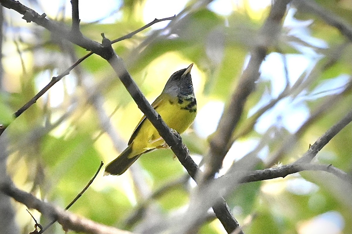 Mourning Warbler - ML350980561