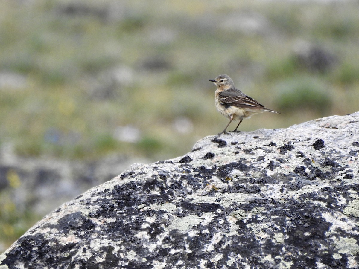 American Pipit - Victoria  Sindlinger