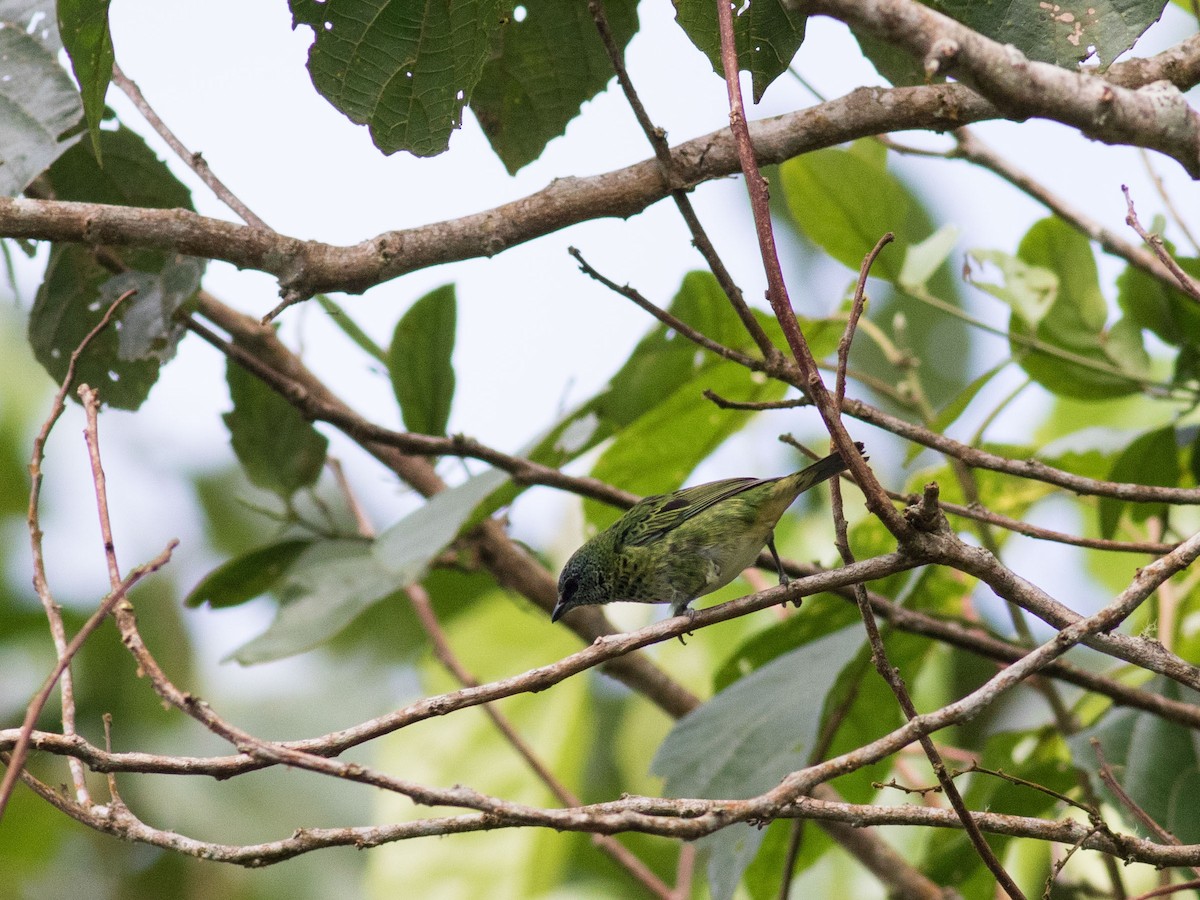Spotted Tanager - ML35098191