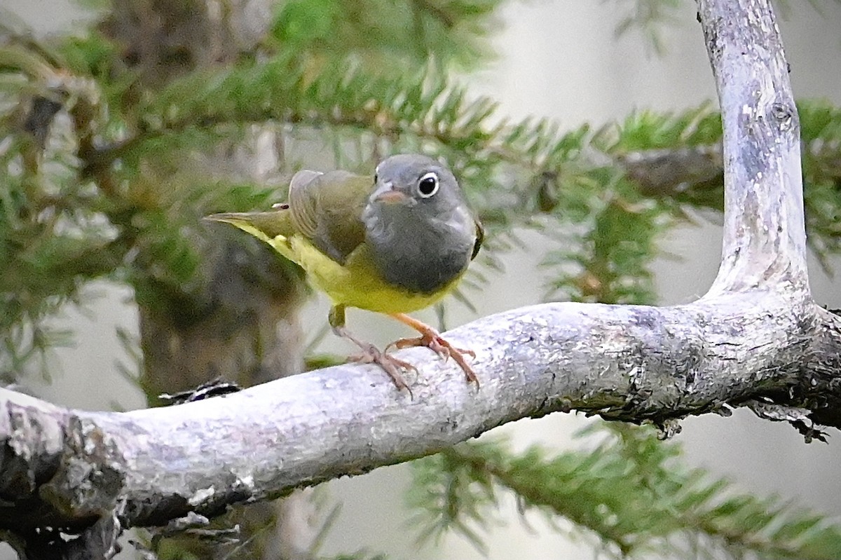 Connecticut Warbler - ML350984221
