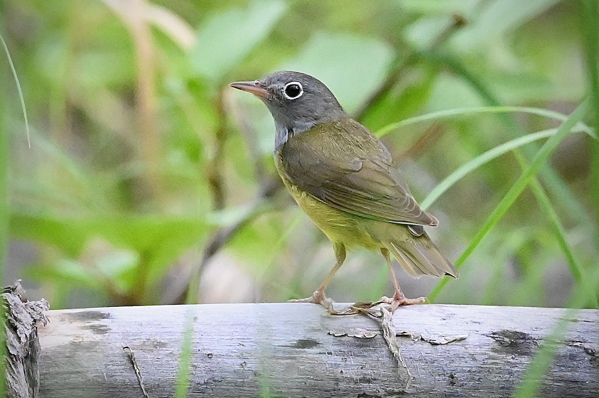 Connecticut Warbler - ML350984231