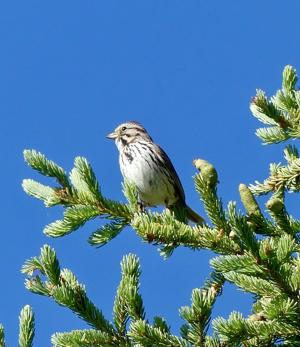 Song Sparrow - ML350986081