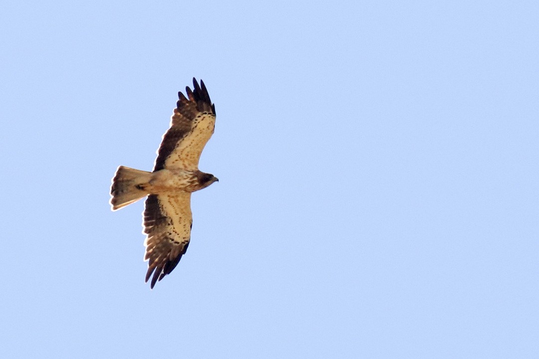 Booted Eagle - ML350987601