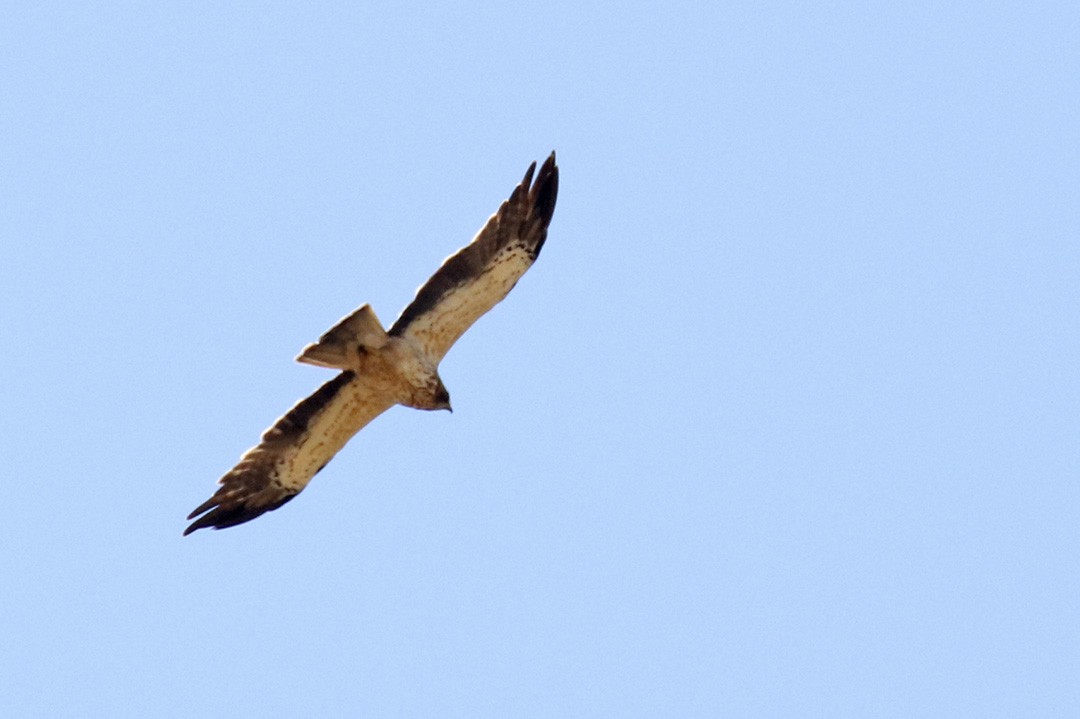 Booted Eagle - ML350987611