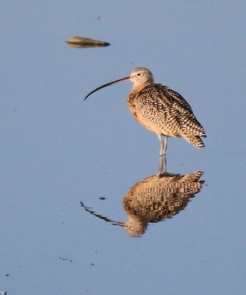 Long-billed Curlew - Laura LePere