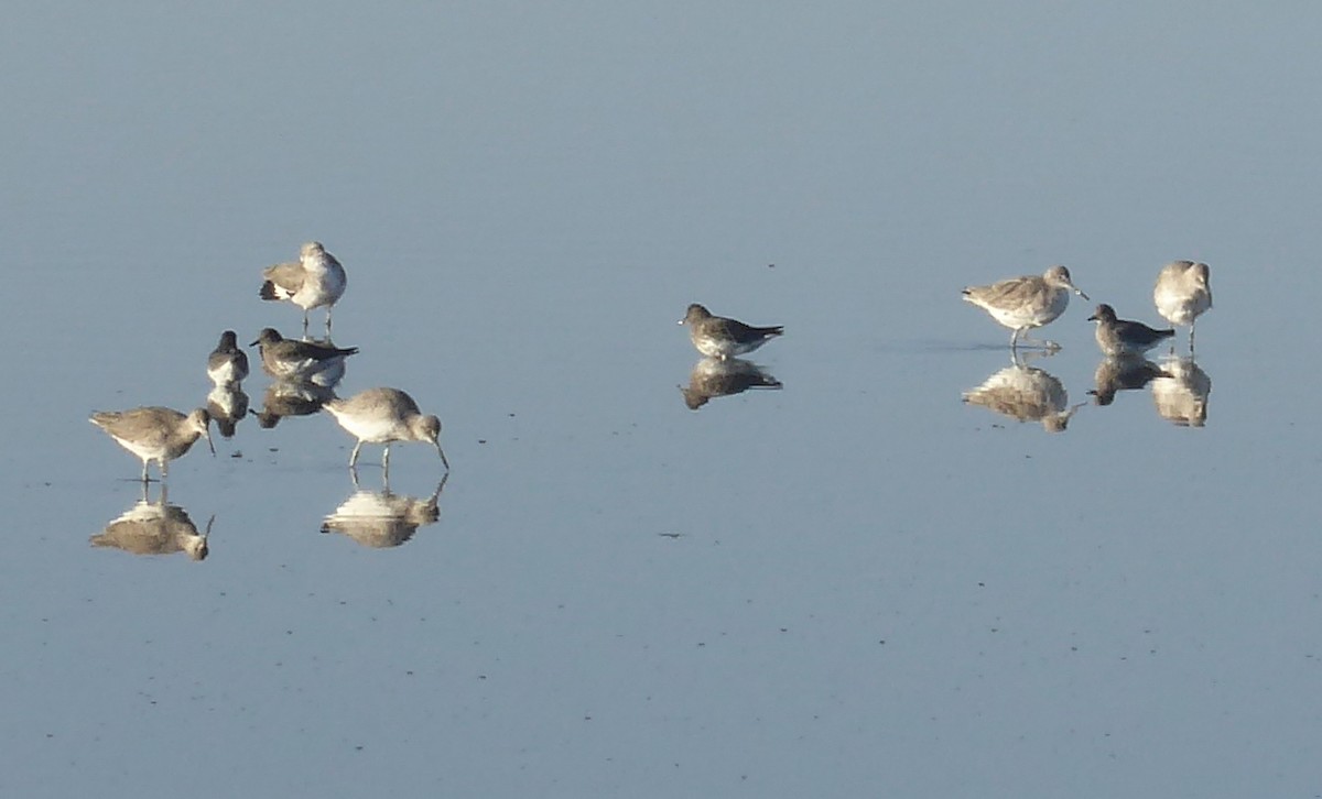 Surfbird - ML350988611