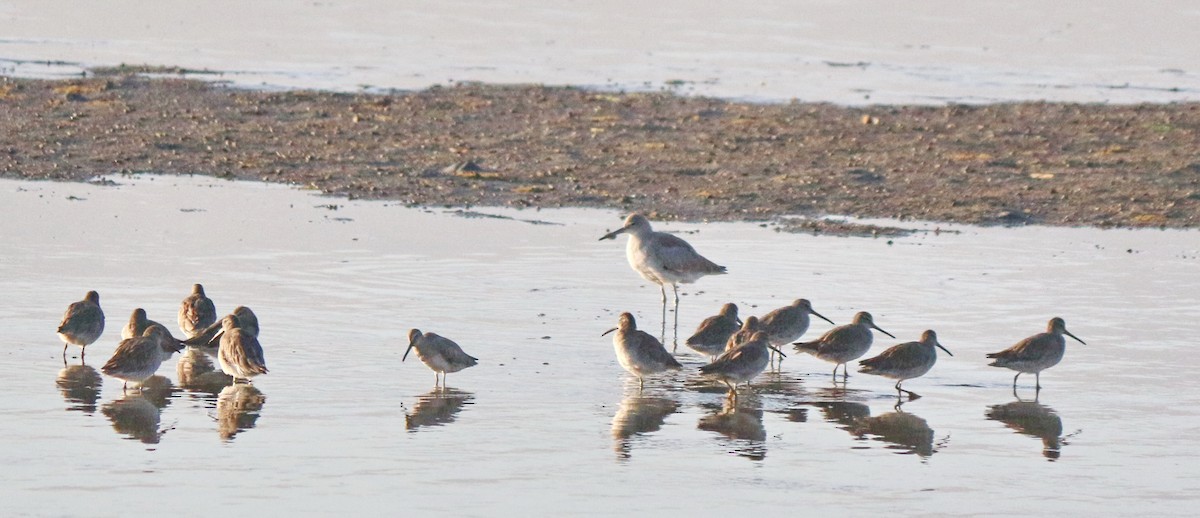 Short-billed Dowitcher - ML350988721