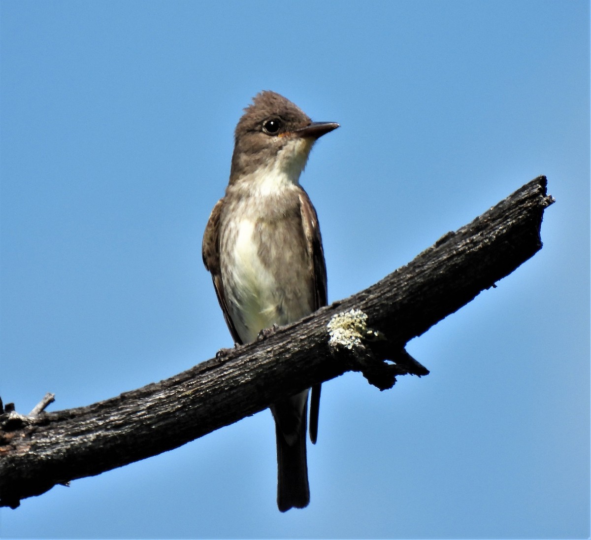 ナキヒタキモドキ - ML350988991