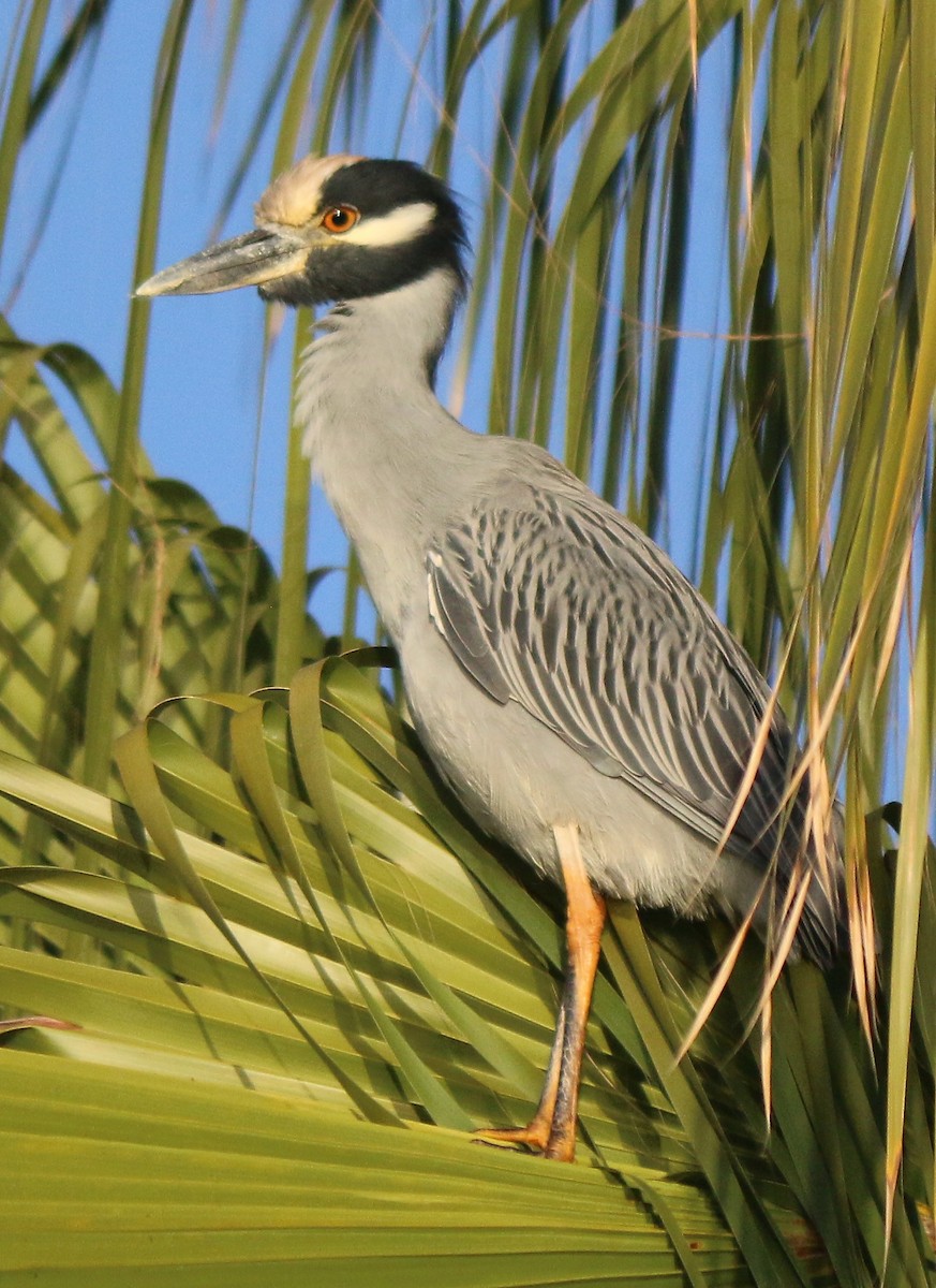 Yellow-crowned Night Heron - Laura LePere