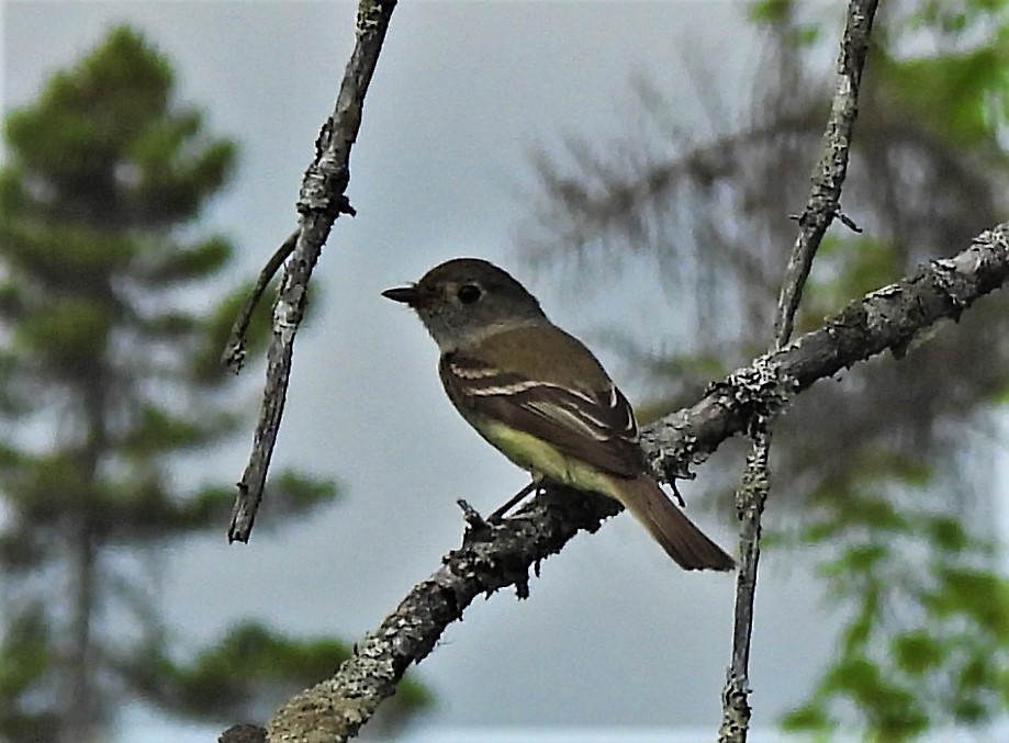 チビメジロハエトリ - ML350989141