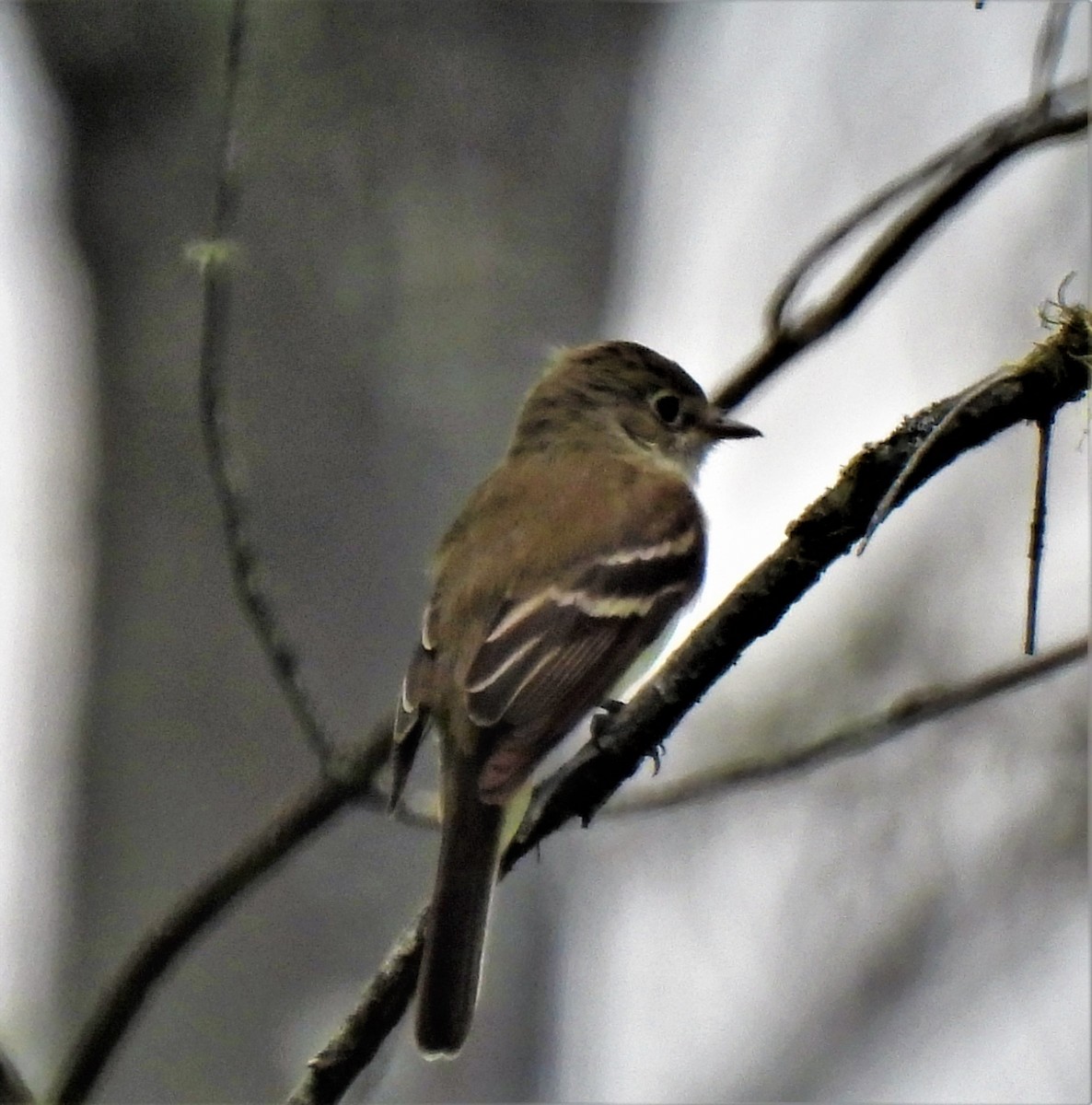 チビメジロハエトリ - ML350989201