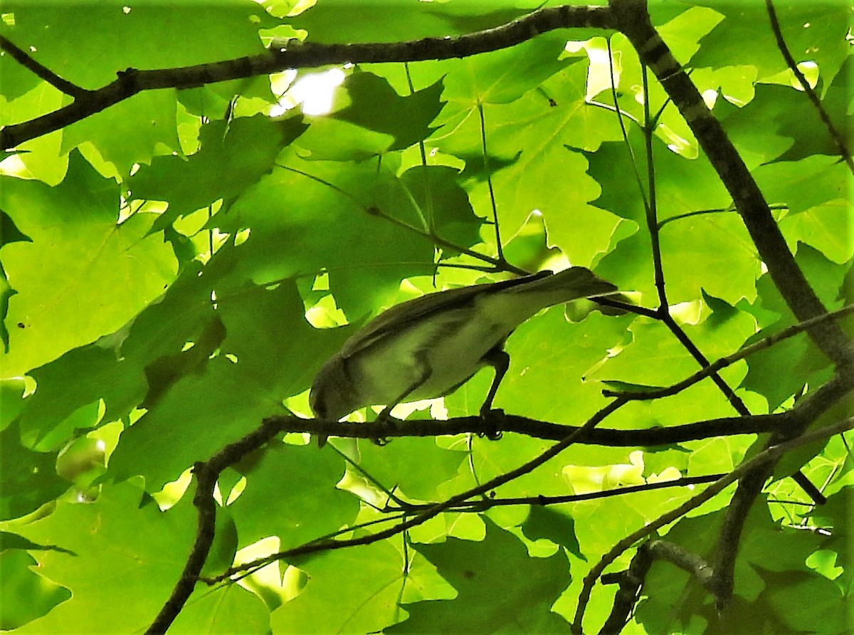 アカメモズモドキ - ML350989511