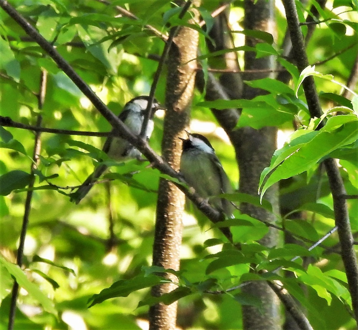 アメリカコガラ - ML350989541