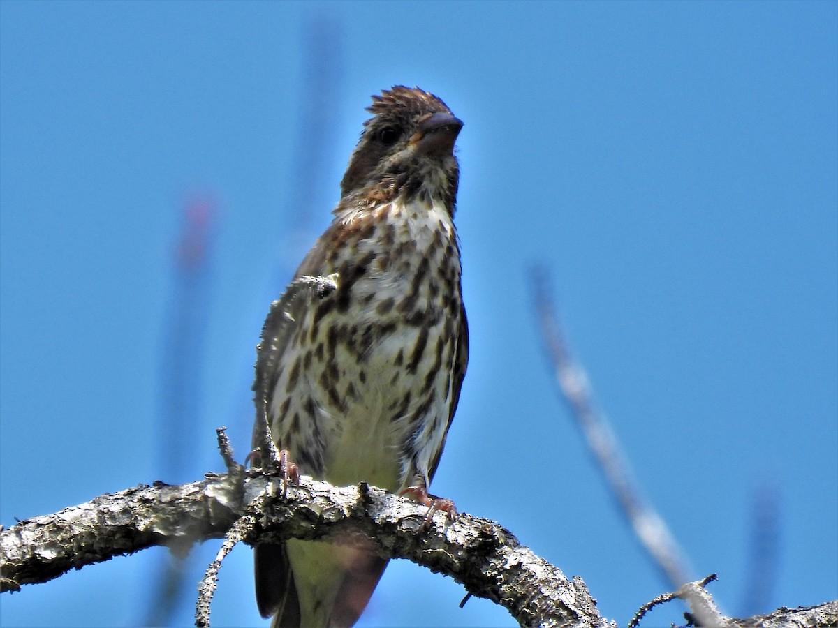 ムラサキマシコ - ML350989651