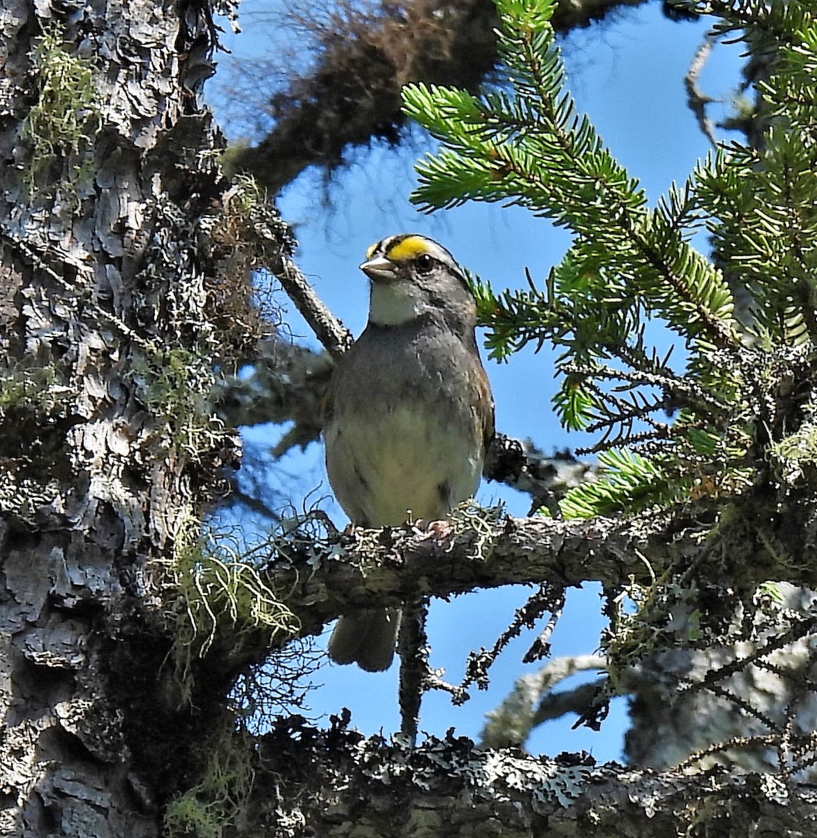 ノドジロシトド - ML350989671