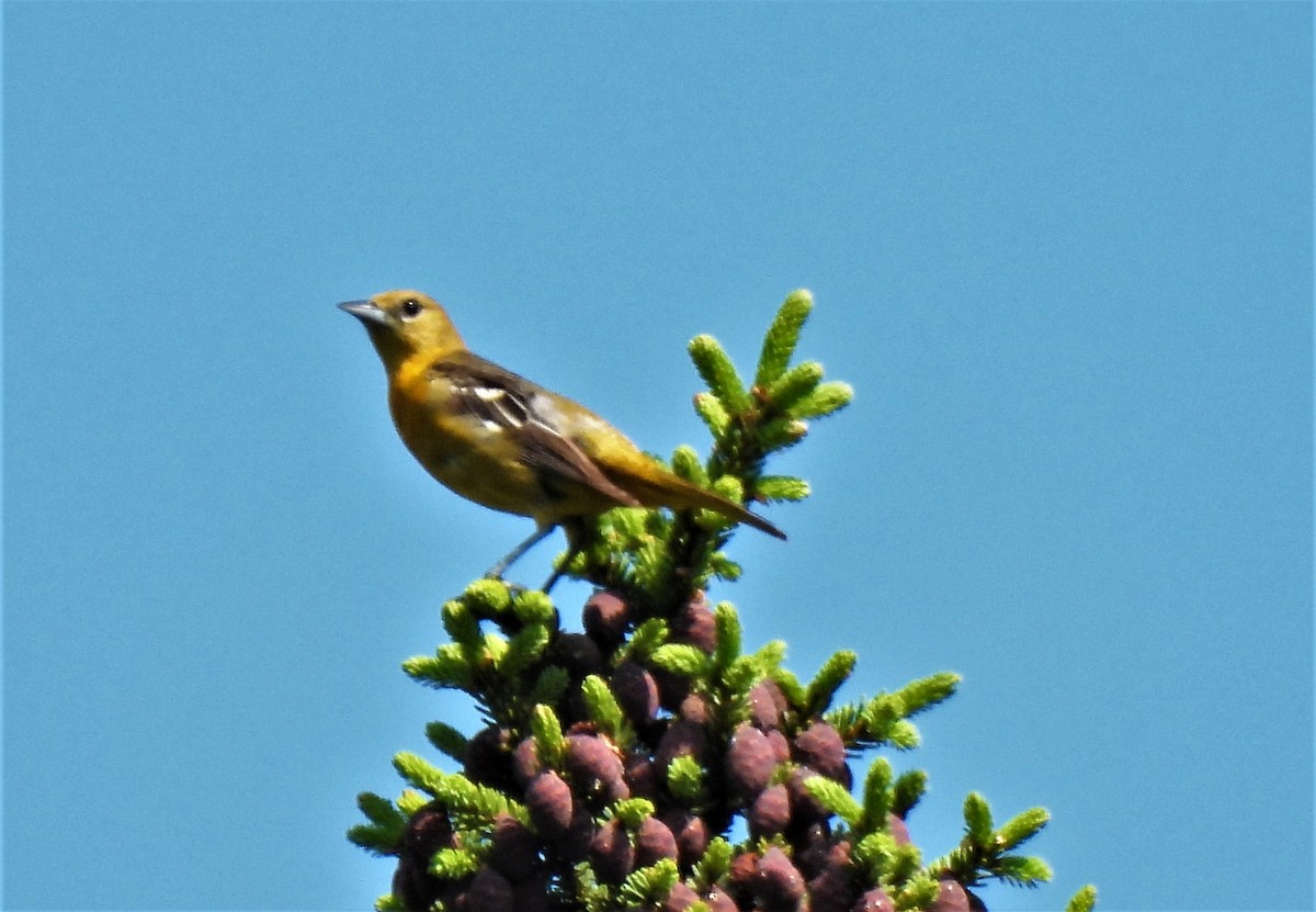 ボルチモアムクドリモドキ - ML350989731