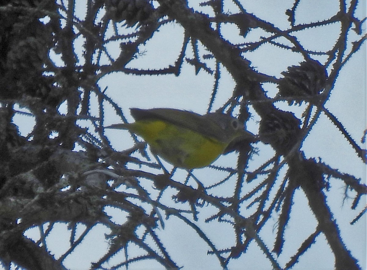 ズアカアメリカムシクイ - ML350989811