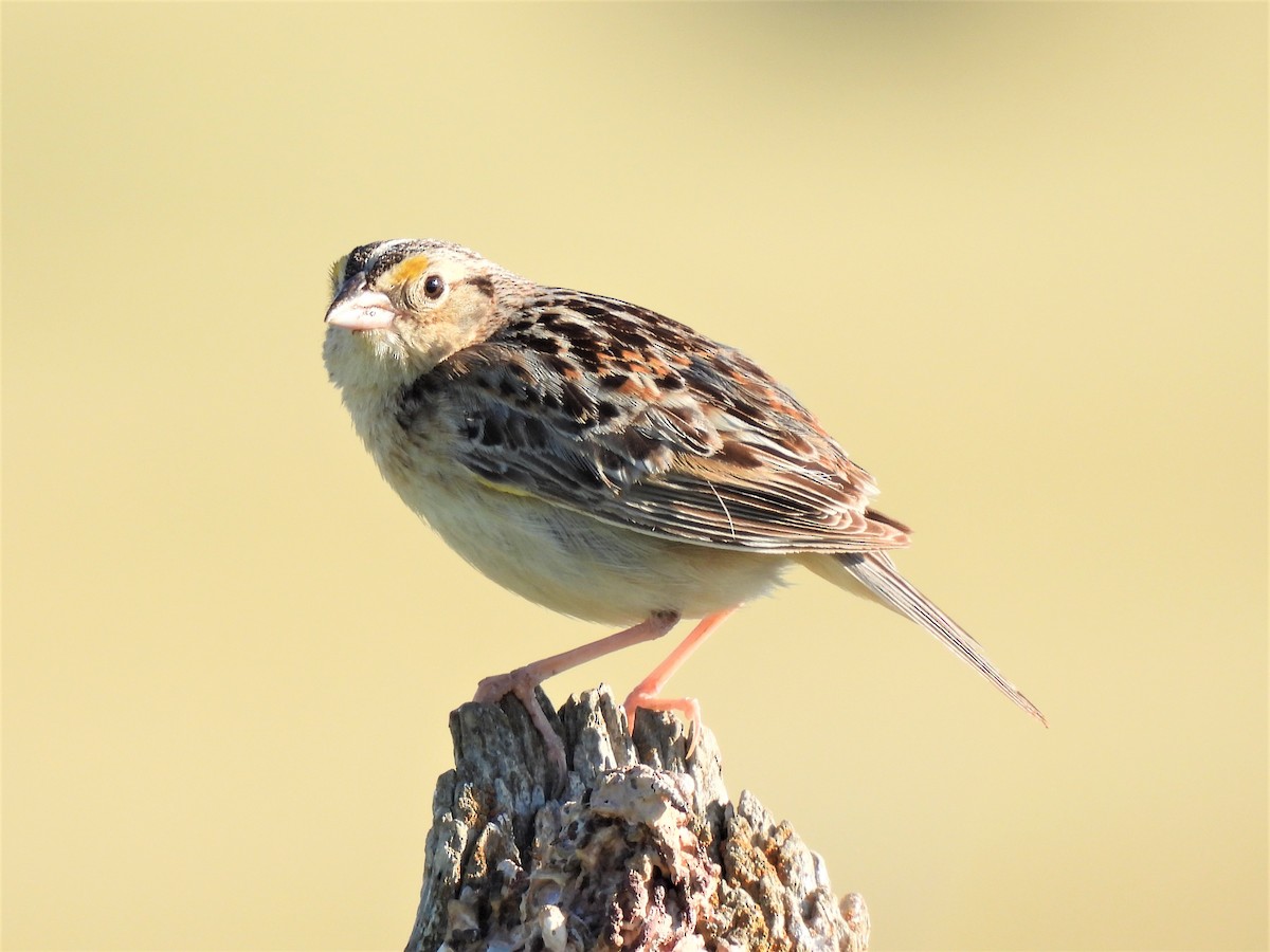 Grasshopper Sparrow - ML350989841