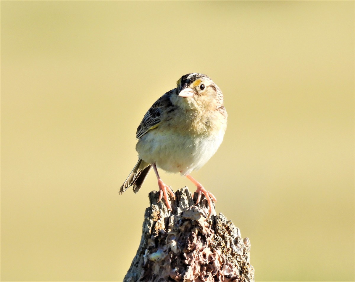 Grasshopper Sparrow - ML350989851