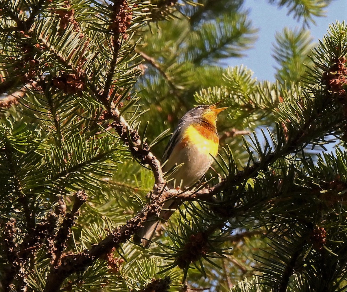 アサギアメリカムシクイ - ML350989861