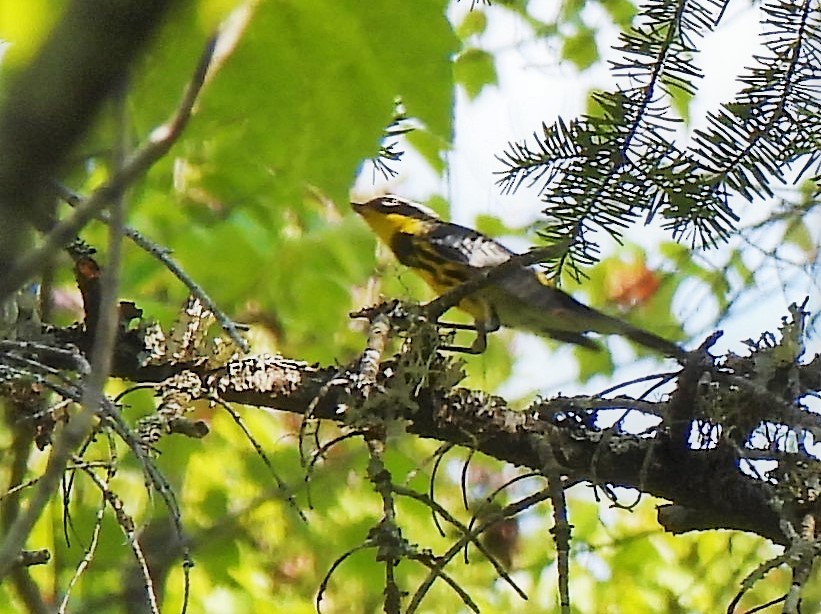 シロオビアメリカムシクイ - ML350989911